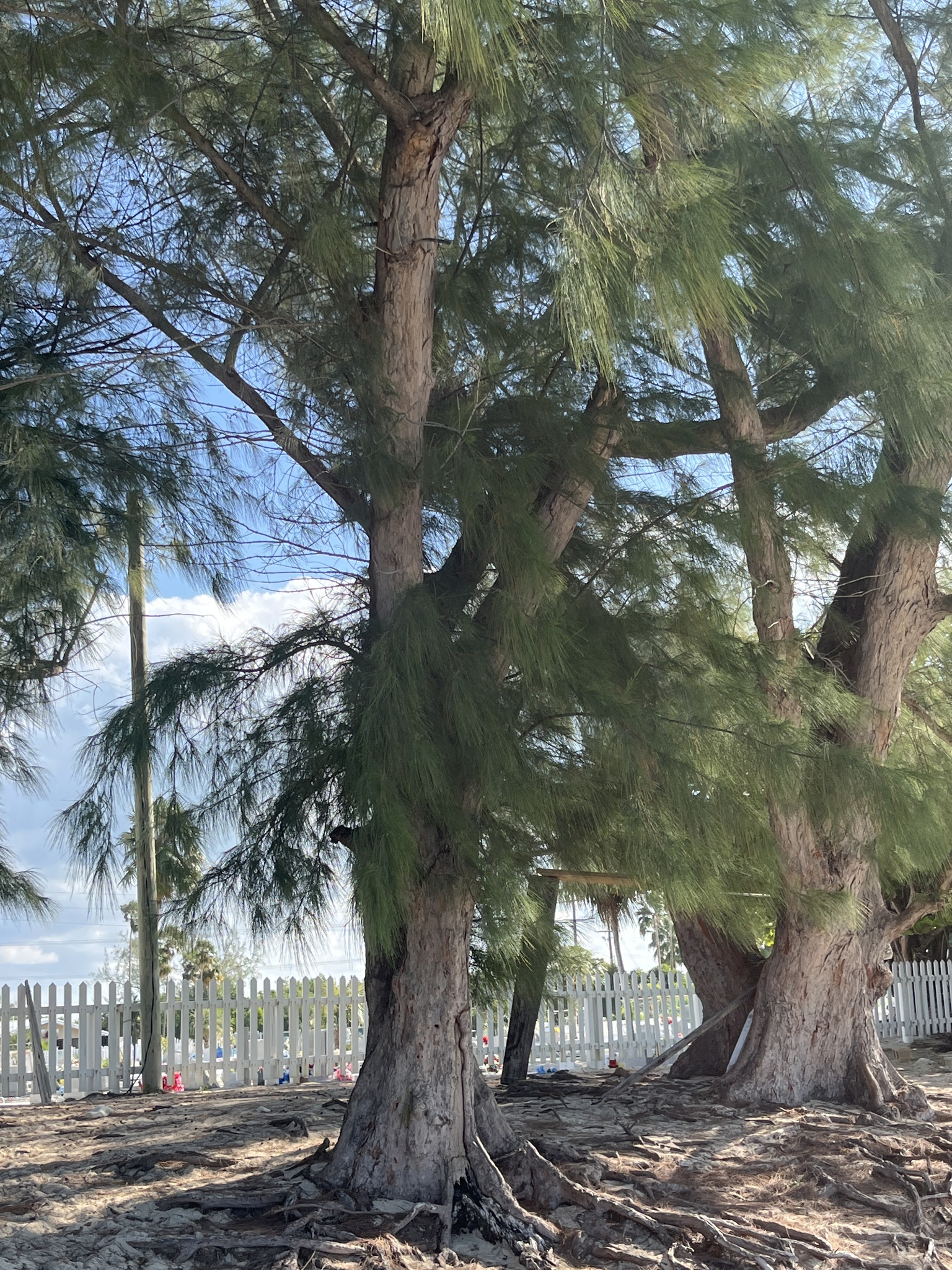 Imagem de Casuarina