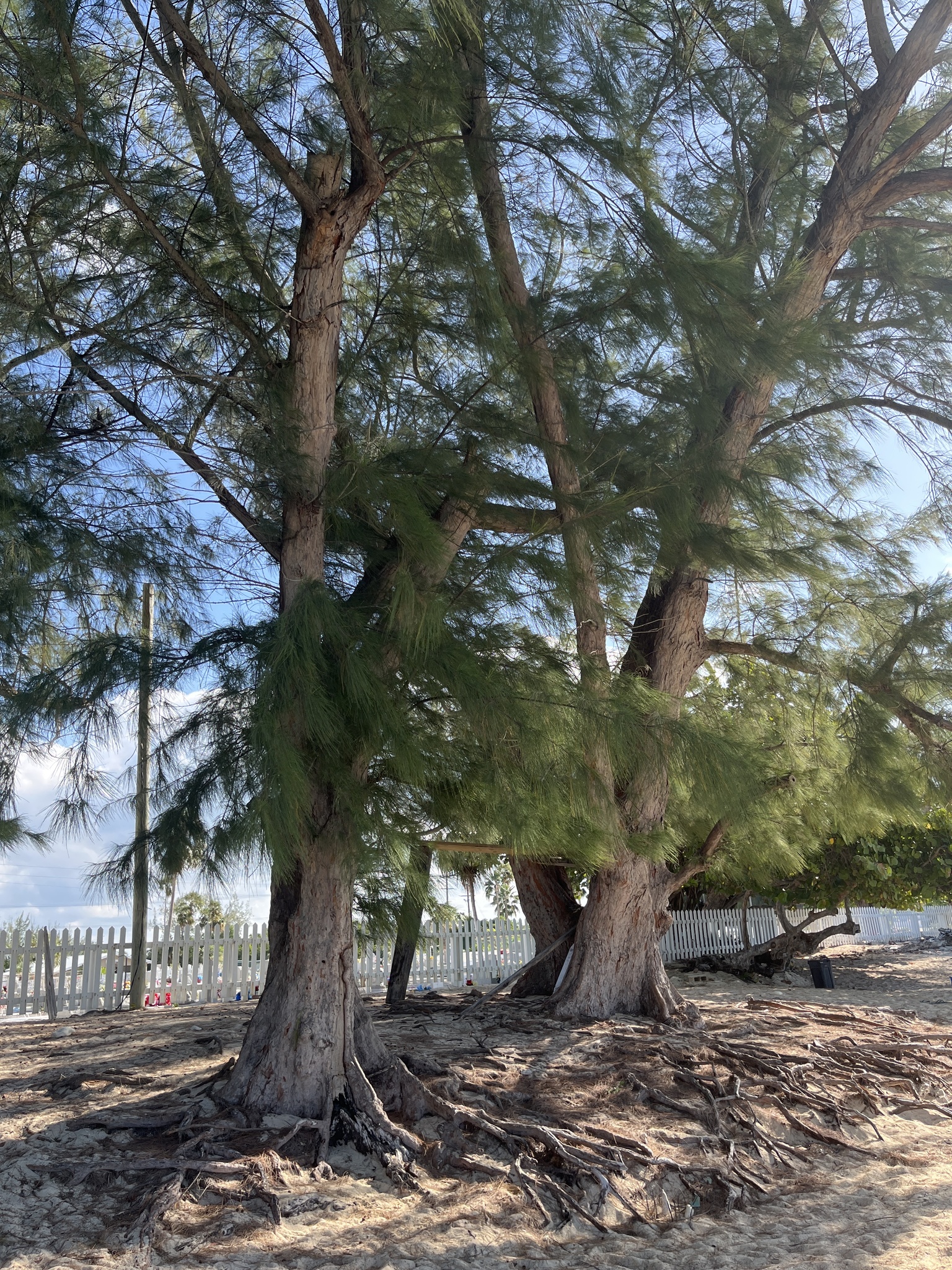 Imagem de Casuarina