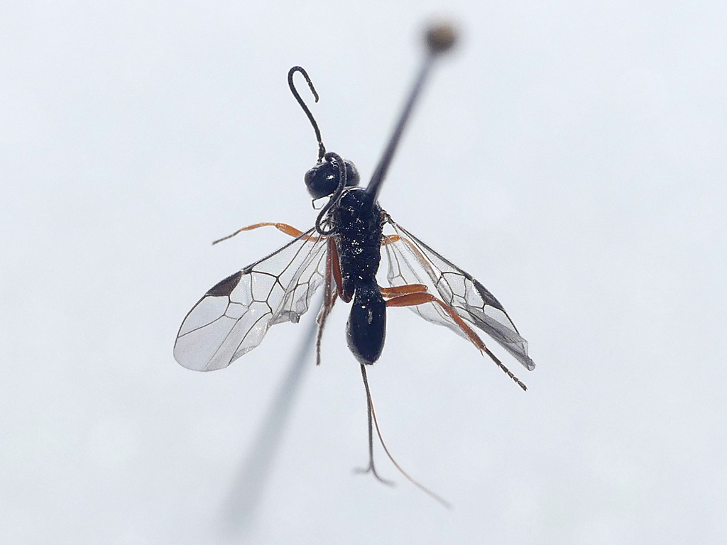 Eubazus tibialis