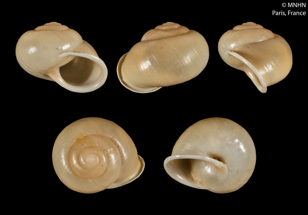 Parachloritis