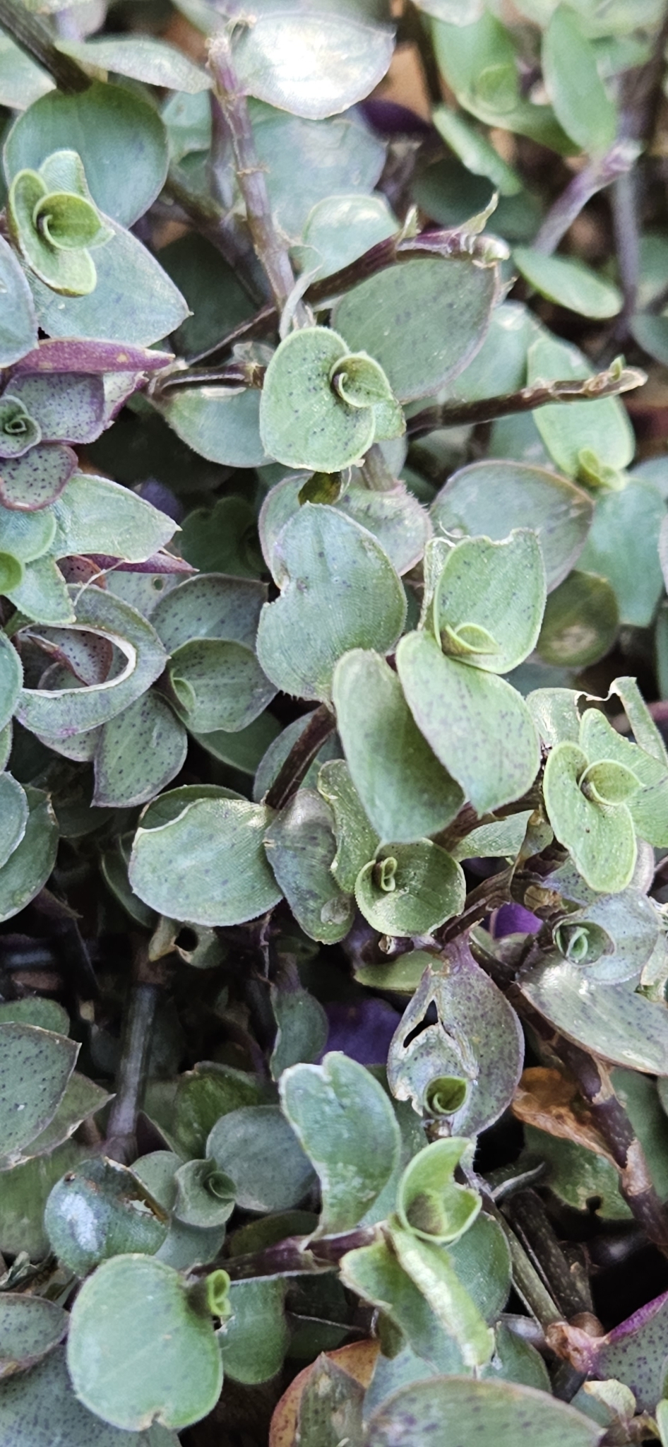 Imagem de Tradescantia-nanica