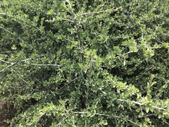 Ehretia rigida