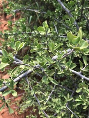 Ehretia rigida