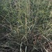 Setaria lindenbergiana - Photo (c) David Hoare, vissa rättigheter förbehållna (CC BY-NC), uppladdad av David Hoare