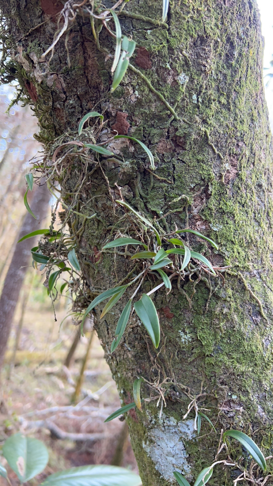 Imagem de Orquídea