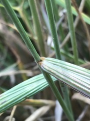 Setaria lindenbergiana