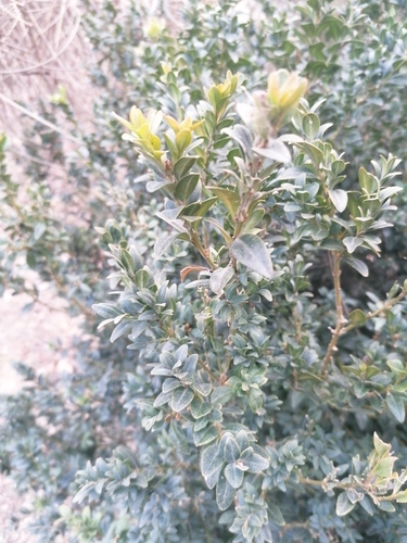 Foto de Buxinho