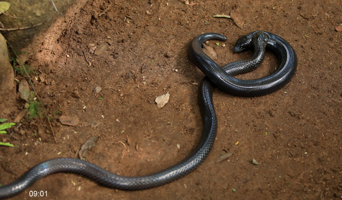 Kwazulu-Natal Purple-glossed Snake, Amblyodipsas concolor