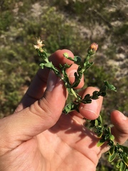 Felicia erigeroides