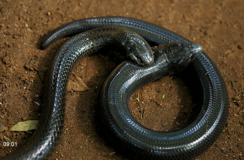 Giant Lance Skink, Acontias plumbeus