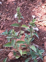Hypoestes forskaolii