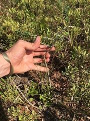 Felicia erigeroides