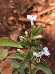 Hypoestes forskaolii