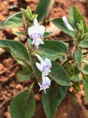 Hypoestes forskaolii