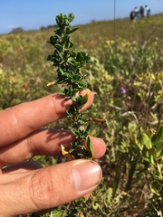 Felicia erigeroides