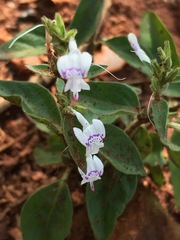 Hypoestes forskaolii