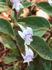 Hypoestes forskaolii