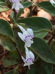 Hypoestes forskaolii