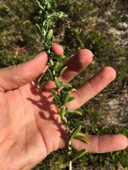 Felicia erigeroides