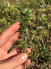 Felicia erigeroides