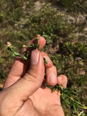 Felicia erigeroides
