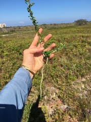 Felicia erigeroides