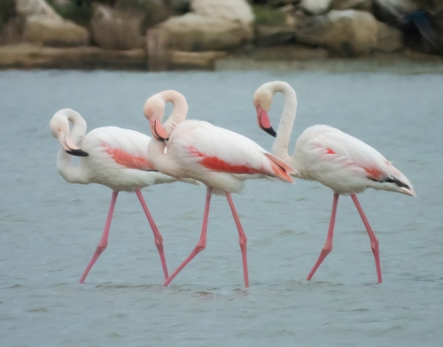 Flamant rose