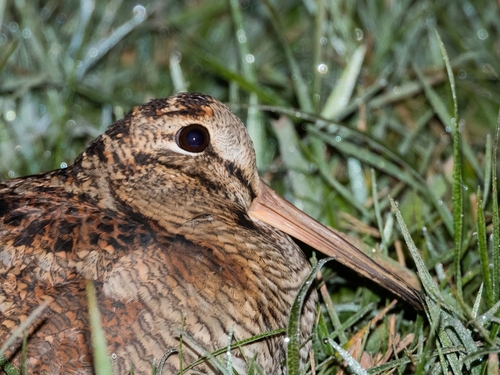 Foto de Eurasian Woodcock