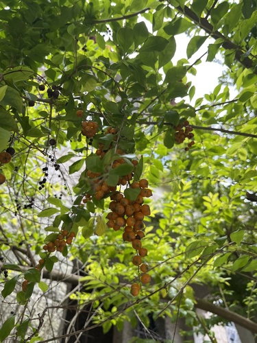 Foto de Pingo-de-ouro