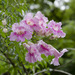 Pink Trumpet Vine - Photo (c) Ivan Khh, some rights reserved (CC BY-NC), uploaded by Ivan Khh
