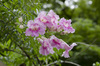 Pink Trumpet Vine - Photo (c) Ivan Khh, some rights reserved (CC BY-NC), uploaded by Ivan Khh
