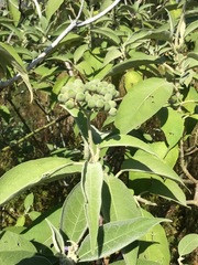 Solanum mauritianum