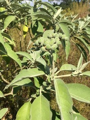 Solanum mauritianum