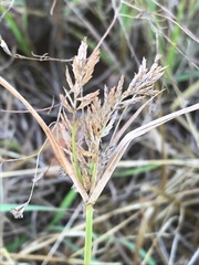 Cyperus esculentus