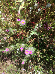 Leptosiphon ciliatus