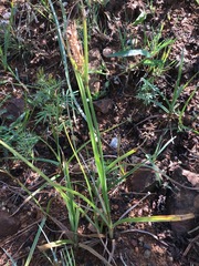 Cyperus esculentus