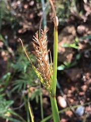 Cyperus esculentus