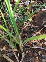 Cyperus esculentus