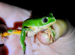 Southern Walking Leaf Frog photo 2