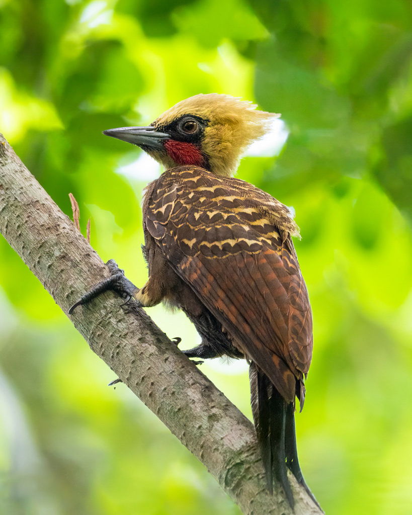 Pale-Crested Woodpecker