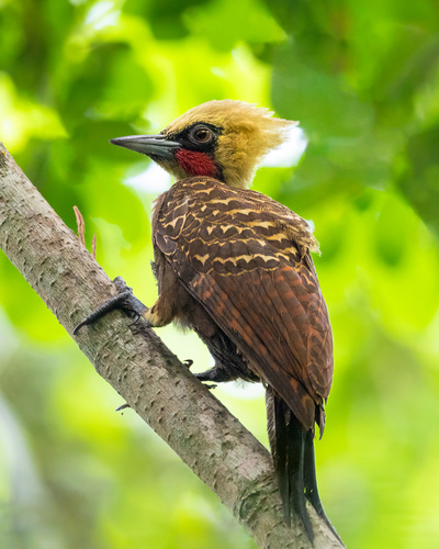 Pale-crested Woodpecker