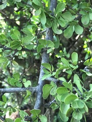 Ehretia rigida