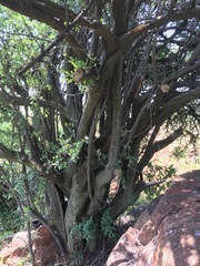 Ehretia rigida