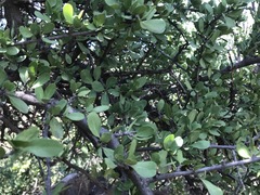 Ehretia rigida