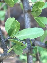 Ehretia rigida