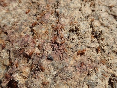 Pheidole fallax