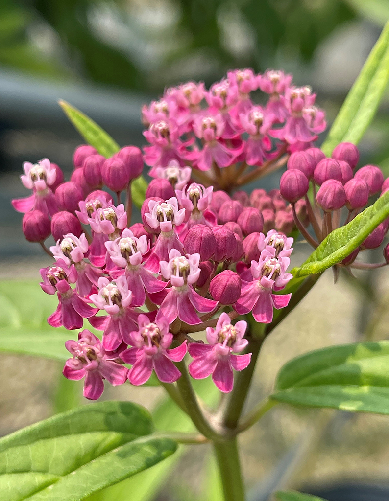 swamp milkweed from Marcy Rd, Menomonee Falls, WI 53051, USA on July 26