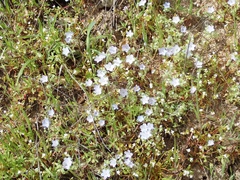 Nemophila menziesii