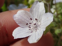 Nemophila menziesii