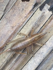 Belocephalus sabalis